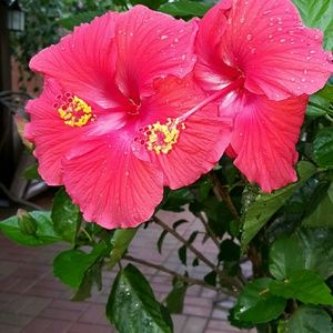 Meet your Posher, Venus