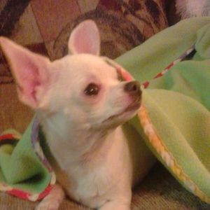 Meet your Posher, Renee