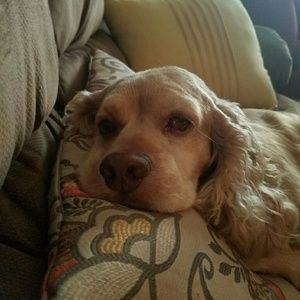 Meet your Posher, Diane