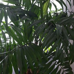 Meet your Posher, Stela v