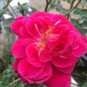 Meet your Posher, Eva