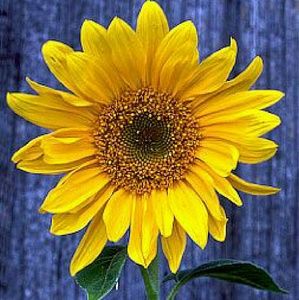 Meet your Posher, Janay