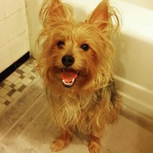 Meet your Posher, David