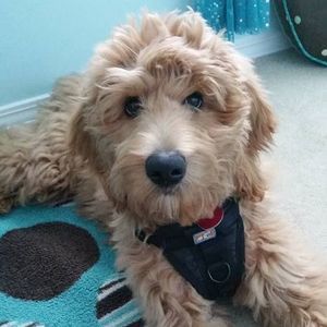 Meet your Posher, Terri