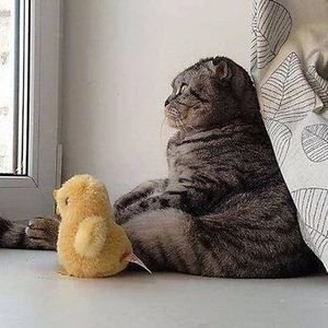 Meet your Posher, Felicity