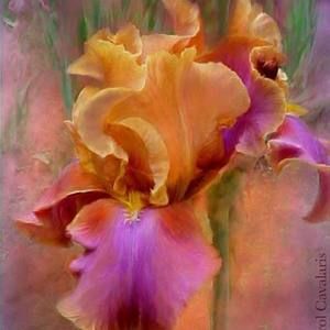 Meet your Posher, Iris