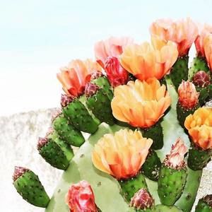 Meet your Posher, Brandy