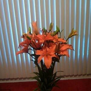 Meet your Posher, Georgia