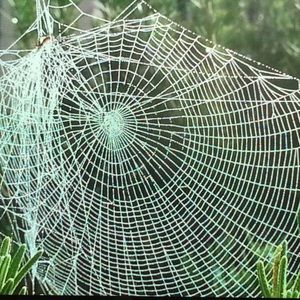 Meet your Posher, Judy