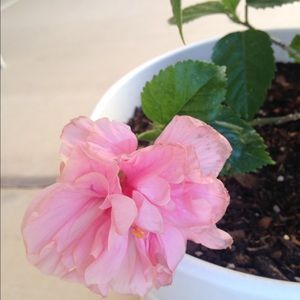 Meet your Posher, Leslie