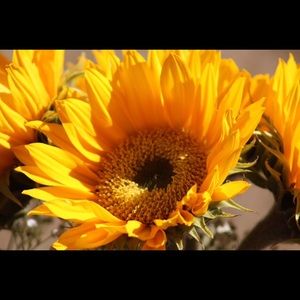 Meet your Posher, Britt