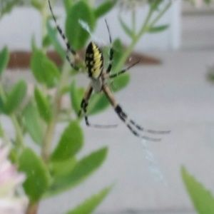 Meet your Posher, Jacqueline