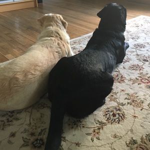 Meet your Posher, Meg