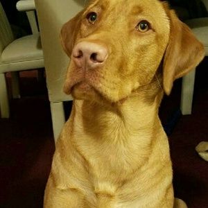 Meet your Posher, Ann