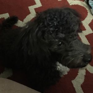 Meet your Posher, Dallas