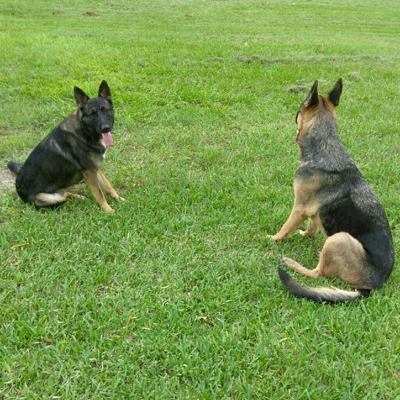 Our new Rescued Belgium Malinois Max!!