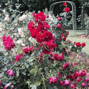 Meet your Posher, Julia