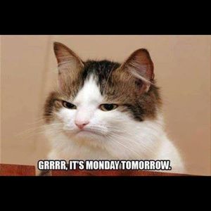 Meet your Posher, Daisy