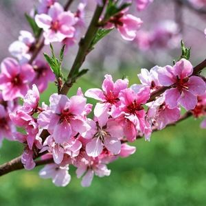 Meet your Posher, Celine