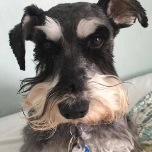 Meet your Posher, Joy