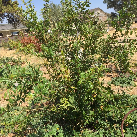 Meet your Posher, Fadia - Picture 1 of 1