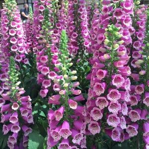 Meet your Posher, Annie