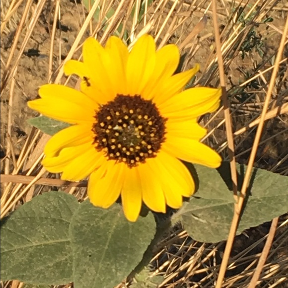 Meet your Posher, Lisa - Picture 1 of 1