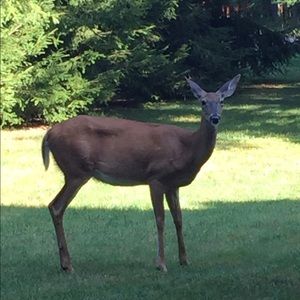 Meet your Posher, Ant