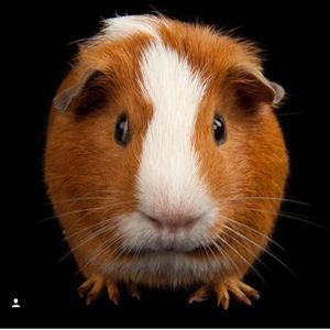 Meet your Posher, Regina