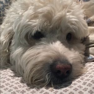 Meet your Posher, Tracy