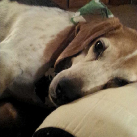 Meet your Posher, Abby - Picture 1 of 1