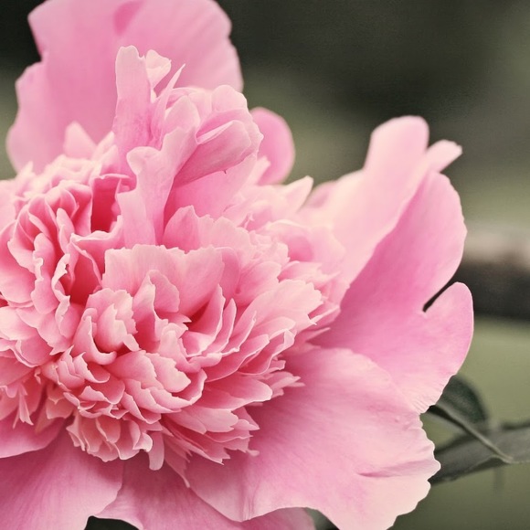 Meet your Posher, Brianne