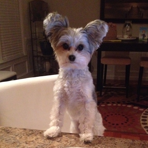 🌺Meet your Posher Team, Susan and Miss Sophie!🌺 - Picture 2 of 5