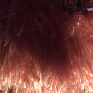 Meet your Posher, Earlene