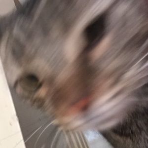 Meet your Posher, Josh