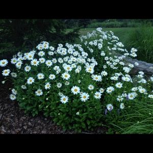 Meet your Posher, Gail