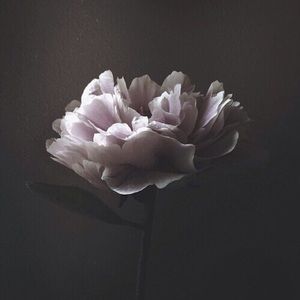 Meet your Posher, Carrie