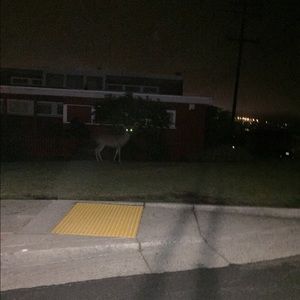 Meet your Posher, Natalia