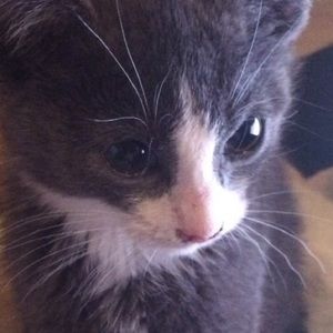 Meet your Posher, Veronica