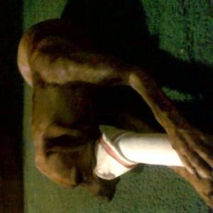 Meet your Posher, Terry