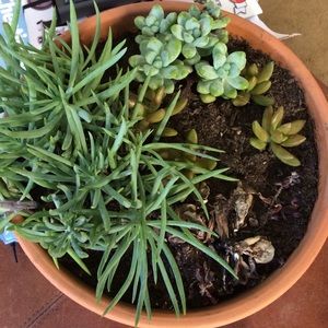 Meet your Posher, Alfonso