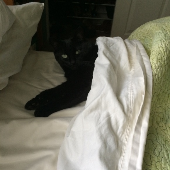 Meet your Posher, Holly - Picture 1 of 1