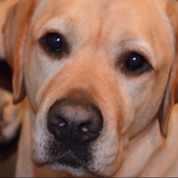 Meet your Posher, Isabelle - Picture 1 of 1