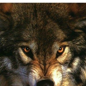 Meet your Posher, Connie