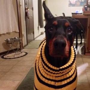 Meet your Posher, Lori