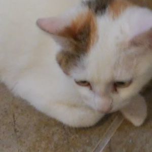 Meet your Posher, Pamela