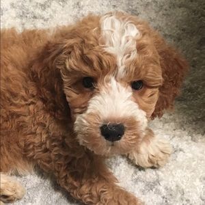 Meet your Posher, Annie