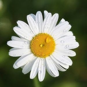 Meet your Posher, Dasiy