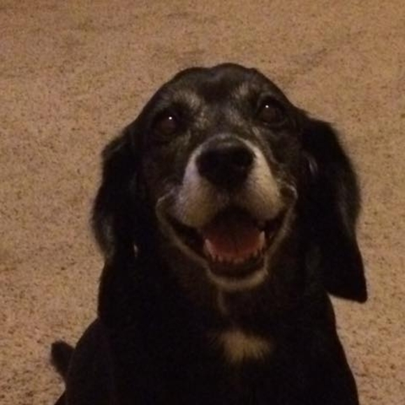 Meet your Posher, Sawyer - Picture 1 of 1