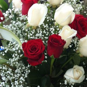 Meet your Posher, Ann